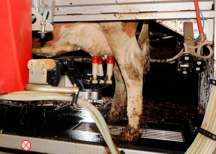Milking robots the future of dairy farming?